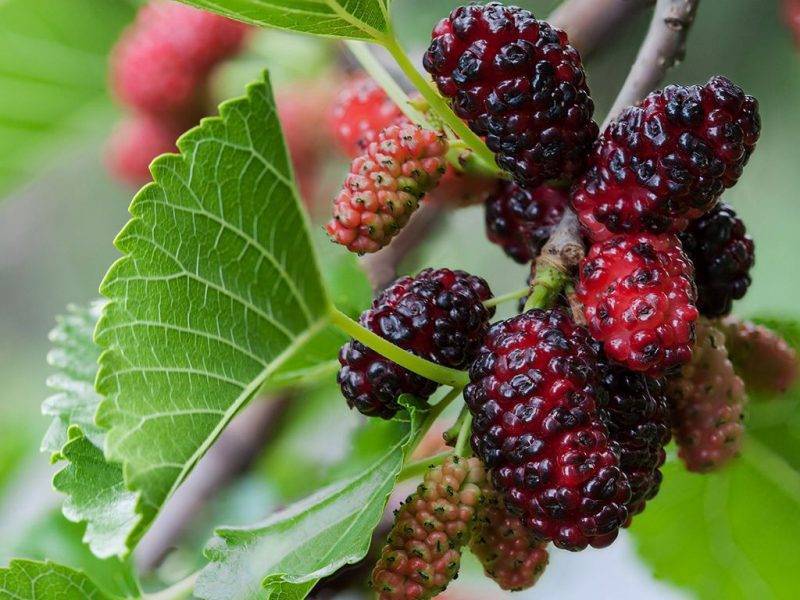 Шелковица купить саженцы из питомнике в Иваново