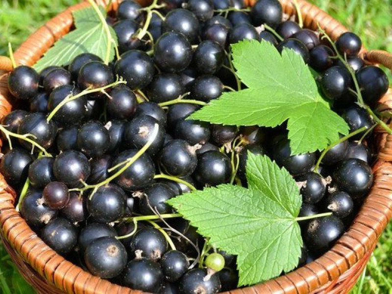 Смородина купить саженцы из питомника в Иваново