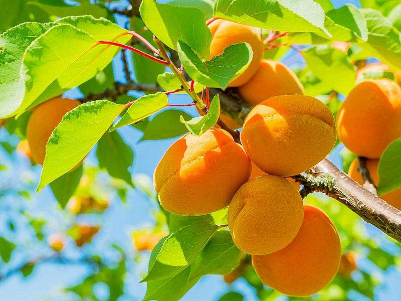 Абрикос купить саженцы из питомнике в Иваново