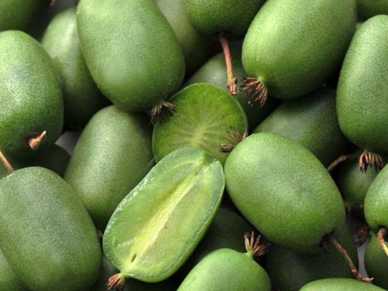 Актинидия купить саженцы из питомнике в Иваново