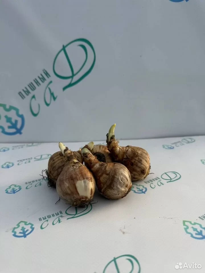 Нарцисс "ДЕЛЬНАШО" (5 штук)