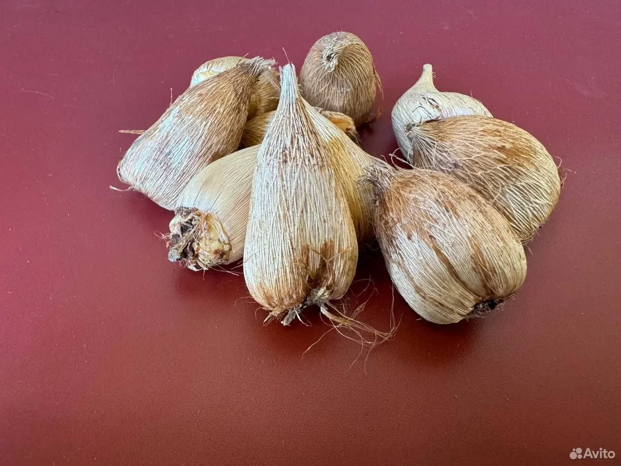 Фрезия Альба луковицы 10 шт.