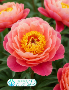 Пион "КОРАЛ СУПРИМ"